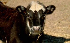 Inside Billionaire Tom Steyer's California Ranch