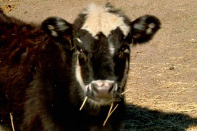 Conheça o rancho do bilionário Tom Steyer na California