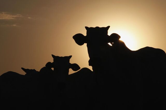 Alterações climáticas poderão obrigar a mudanças na agropecuária nos Açores