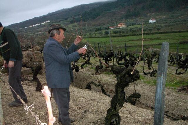 Produção de vinho cresce acima do esperado em 2015