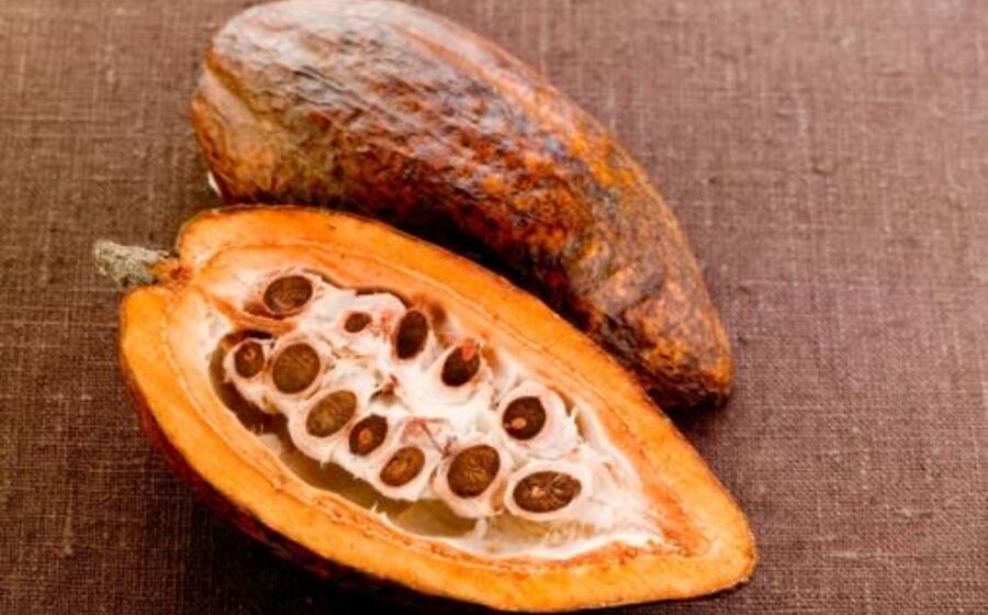 cacau