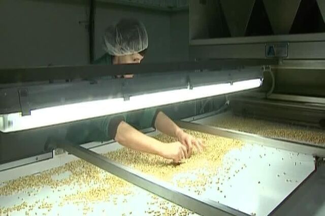 Pinhão é o segundo fruto seco mais exportado