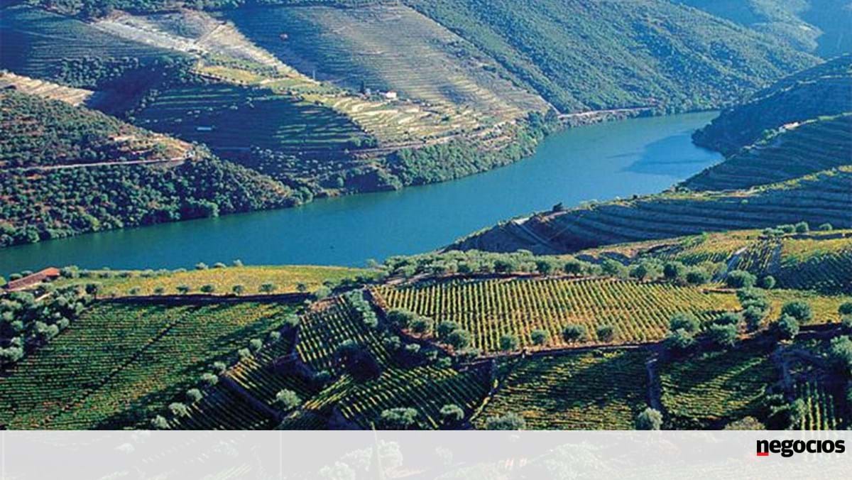 Douro Leilões