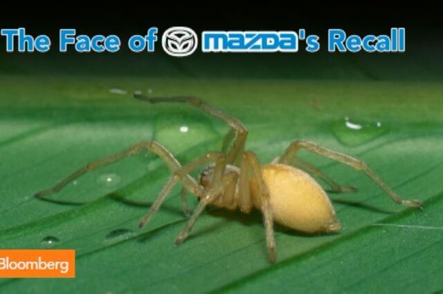 Aranha de saco amarelo provoca recolha de Mazda nos EUA