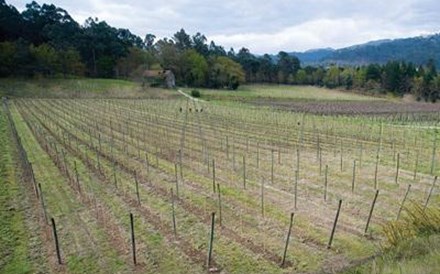 Melgaço e Monção perdem exclusividade do alvarinho em 2021