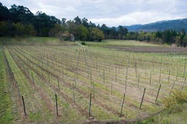 Melgaço e Monção perdem exclusividade do alvarinho em 2021