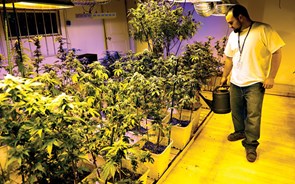 Cotadas do sector da canábis disparam com legalização no Michigan