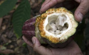 Preço do cacau sobe para máximos de 2011