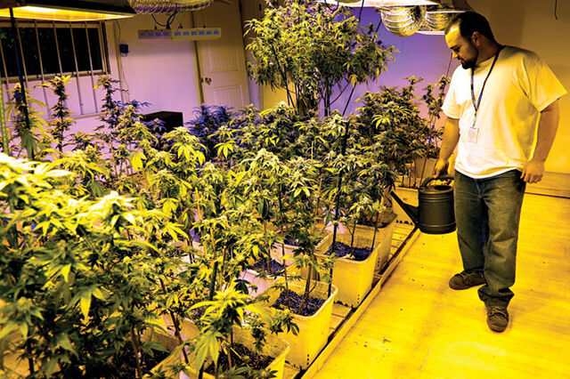 Maioria dos portugueses está contra a legalização da canábis