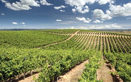 Produção de vinho vai aumentar 8% em 2015