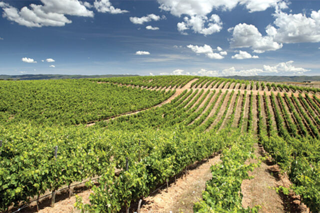 Produção de vinho vai aumentar 8% em 2015