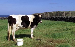Bruxelas retira quotas ao leite e adiciona volatilidade
