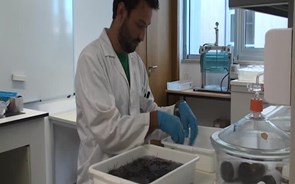 Investigadores criam pão com algas para substituir o sal