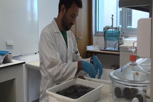 Investigadores criam pão com algas para substituir o sal