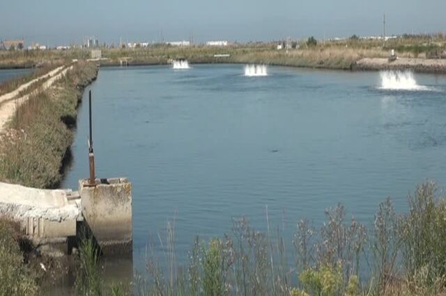 Empresa criada por biólogos relança negócio das algas na Ria de Aveiro