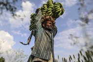 Um trabalhador carrega bananas na Índia.