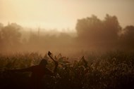 Um trabalhador numa plantação de tabaco no Kentucky, nos Estados Unidos.