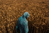 Um campo de trigo em Haryana, na Índia.