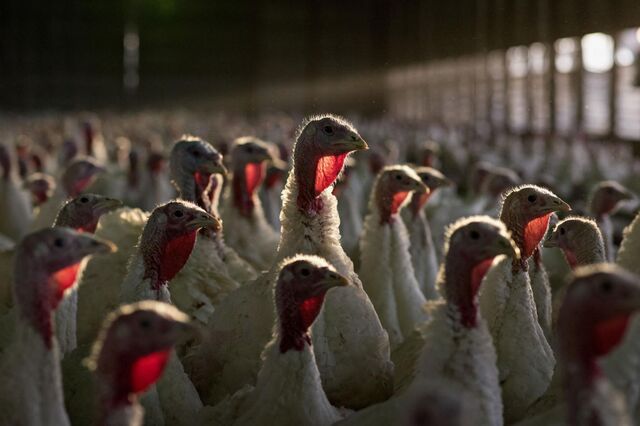 Bruxelas propõe 'travão de emergência' à importação de produtos agrícolas 'sensíveis' da Ucrânia