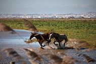 Até aos três anos de idade, os cavalos Puro Sangue Lusitano vivem em plena liberdade nos terrenos húmidos da Lezíria sul. Depois são levados para a Coudelaria, onde são treinados para serem montados. Muitos terão como destino o estrangeiro.