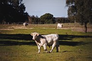 A Companhia das Lezírias tem cerca de 3.400 cabeças de gado. É o maior produtor de bovinos de raça preta. E faz também criação de vacas mertolenga. O gado fica em pastoreio durante todo o ano. As vendas de carne de bovino pesam 15% no volume de negócios.