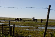 A palavra lezíria deriva do árabe 'al-jazirâ', que significa - a ilha. Um nome adequado aos terrenos húmidos rodeados pelos rios Tejo e Sorraia, que constituem parte da Companhia das Lezírias.