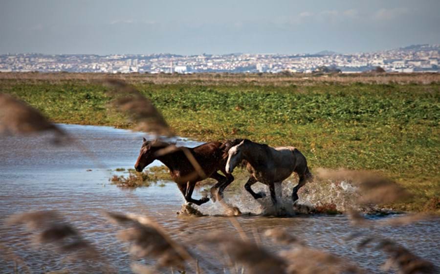 Até aos três anos de idade, os cavalos Puro Sangue Lusitano vivem em plena liberdade nos terrenos húmidos da Lezíria sul. Depois são levados para a Coudelaria, onde são treinados para serem montados. Muitos terão como destino o estrangeiro.