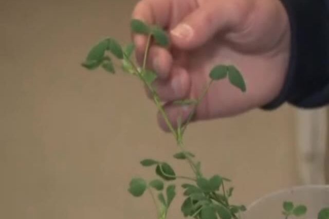Equipa portuguesa premiada procura financiamento para germinar sementes em Marte 