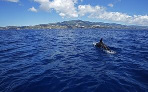 Açores