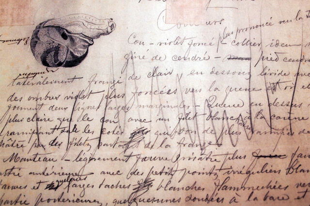 O regresso da ilustração científica