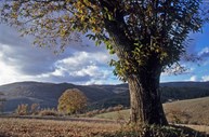 Parque Natural de Montesinho: O Parque Natural de Montesinho é uma das maiores áreas protegidas de Portugal, estendendo-se por mais de 75 mil hectares com uma altitude superior a 1.500 metros. As florestas são o habitat para muitas espécies, incluindo o lobo, o javali e a águia-real. Pode ainda visitar as muitas aldeias que o integra.