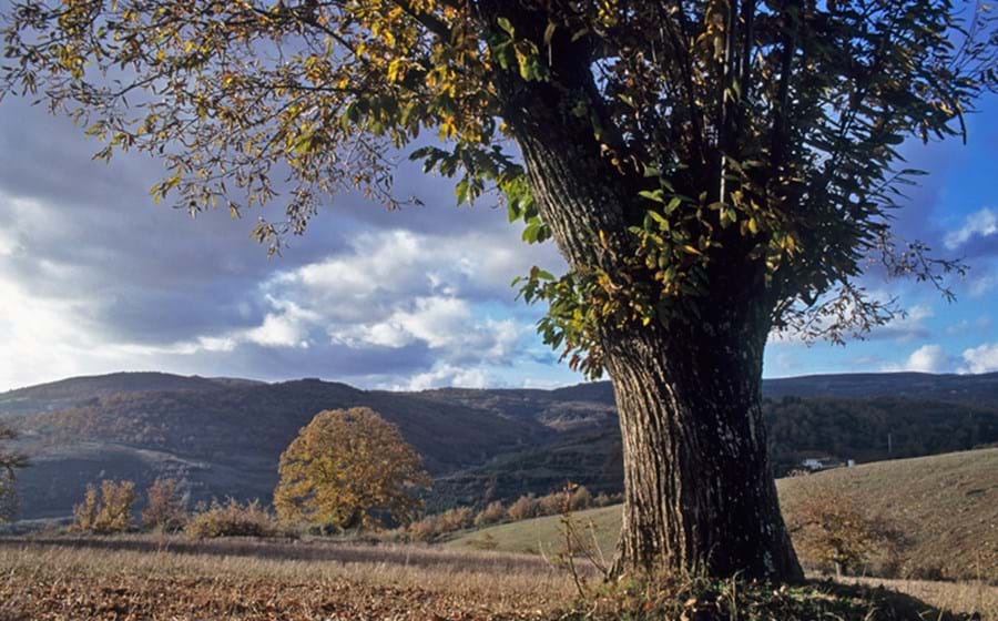 Parque Natural de Montesinho: O Parque Natural de Montesinho é uma das maiores áreas protegidas de Portugal, estendendo-se por mais de 75 mil hectares com uma altitude superior a 1.500 metros. As florestas são o habitat para muitas espécies, incluindo o lobo, o javali e a águia-real. Pode ainda visitar as muitas aldeias que o integra.