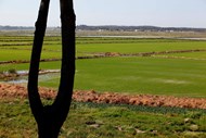 O cultivo do arroz é a principal actividade da Herdade da Comporta. Duzentos rendeiros estão envolvidos na sua produção.