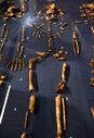 Homo naledi