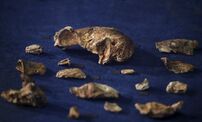 Homo naledi