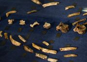 Homo naledi
