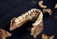 Homo naledi