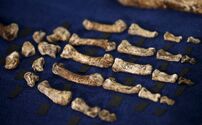 Homo naledi