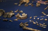 Homo naledi