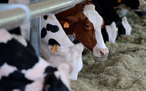 Produtores de leite acusam Mário Centeno de desconhecer realidade