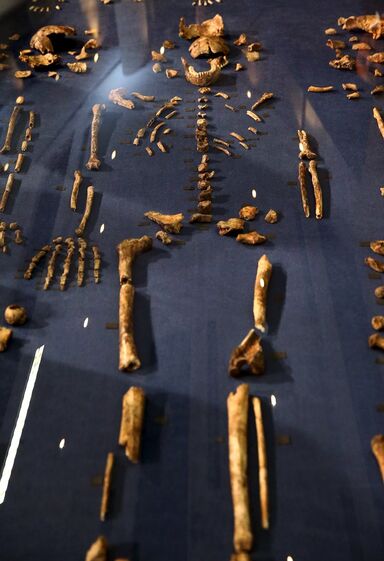 Homo naledi