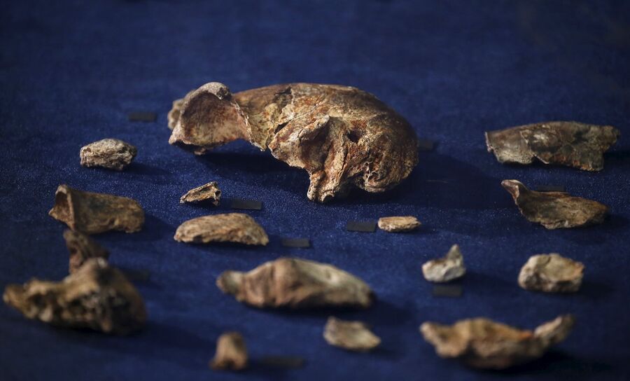 Homo naledi