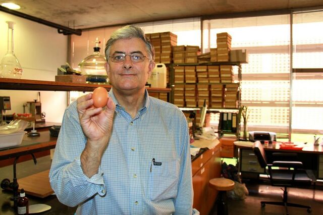 Há nova vida para a casca de ovo