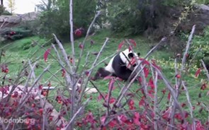 Neste zoo os animais 'geram' energia