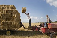 Trabalhadores empilham fardos de palha depois de serem recolhidos num campo de trigo em Kirkland, Illinois, nos Estados Unidos da América.