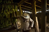 Folhas de tabaco numa cabana em Vinales, Cuba. Depois do acordo entre Cuba e os EUA, a proibição de vender charutos cubanos em território americano pode vir a mudar.