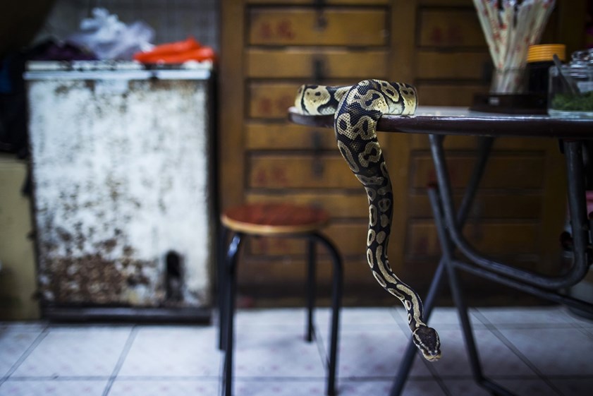 A cobra piton de estimação de Chow Ka-ling, dono do restaurante Shia Wong Hip, famoso pelos pratos de cobra, em Hong Kong, na China.