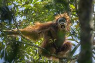 Nature, first prize stories - Tim Laman, EUA - Tough Times for Orangutans