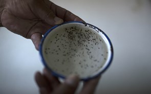 Europa regista primeiro caso de microcefalia ligada ao zika