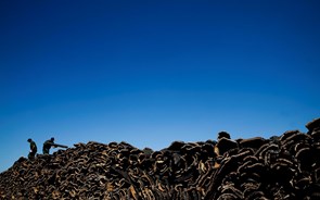 Madeira, cortiça e papel crescem acima da média